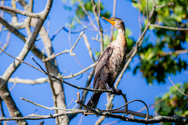 Cormorant Basking in Tree
