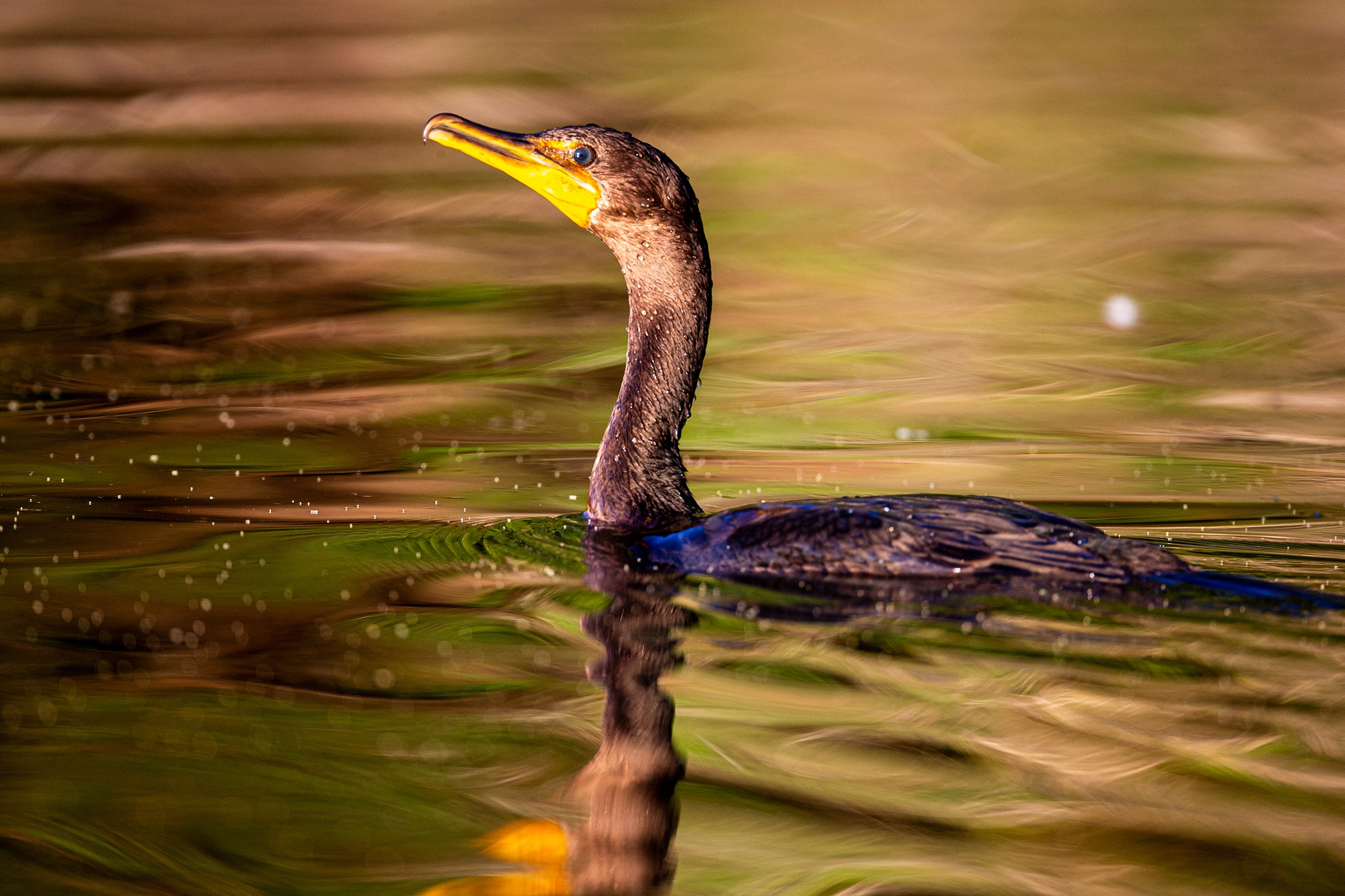 Cormorant on Green Water