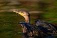 Cormorant with Wings up in the Water