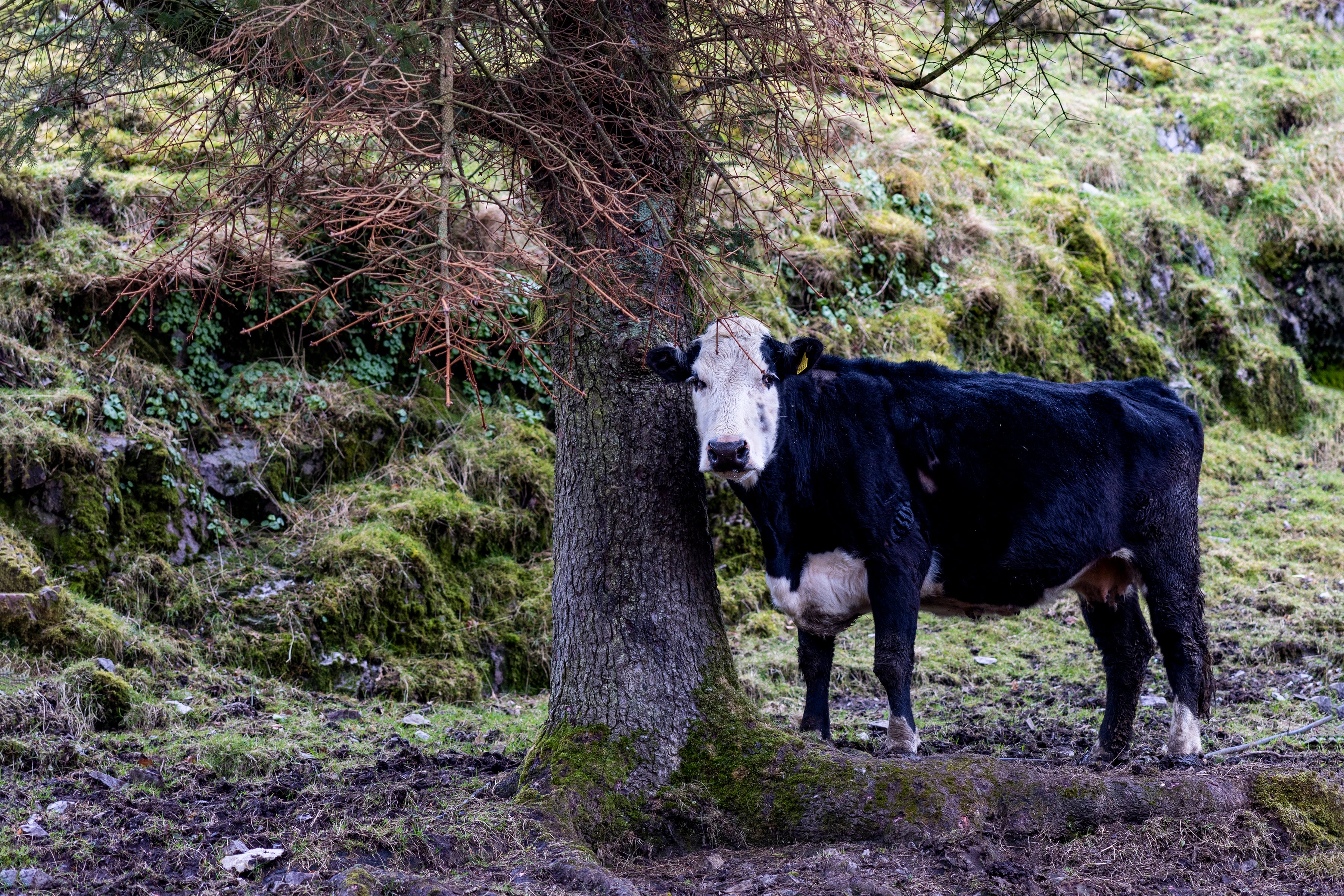 Cow in Ireland