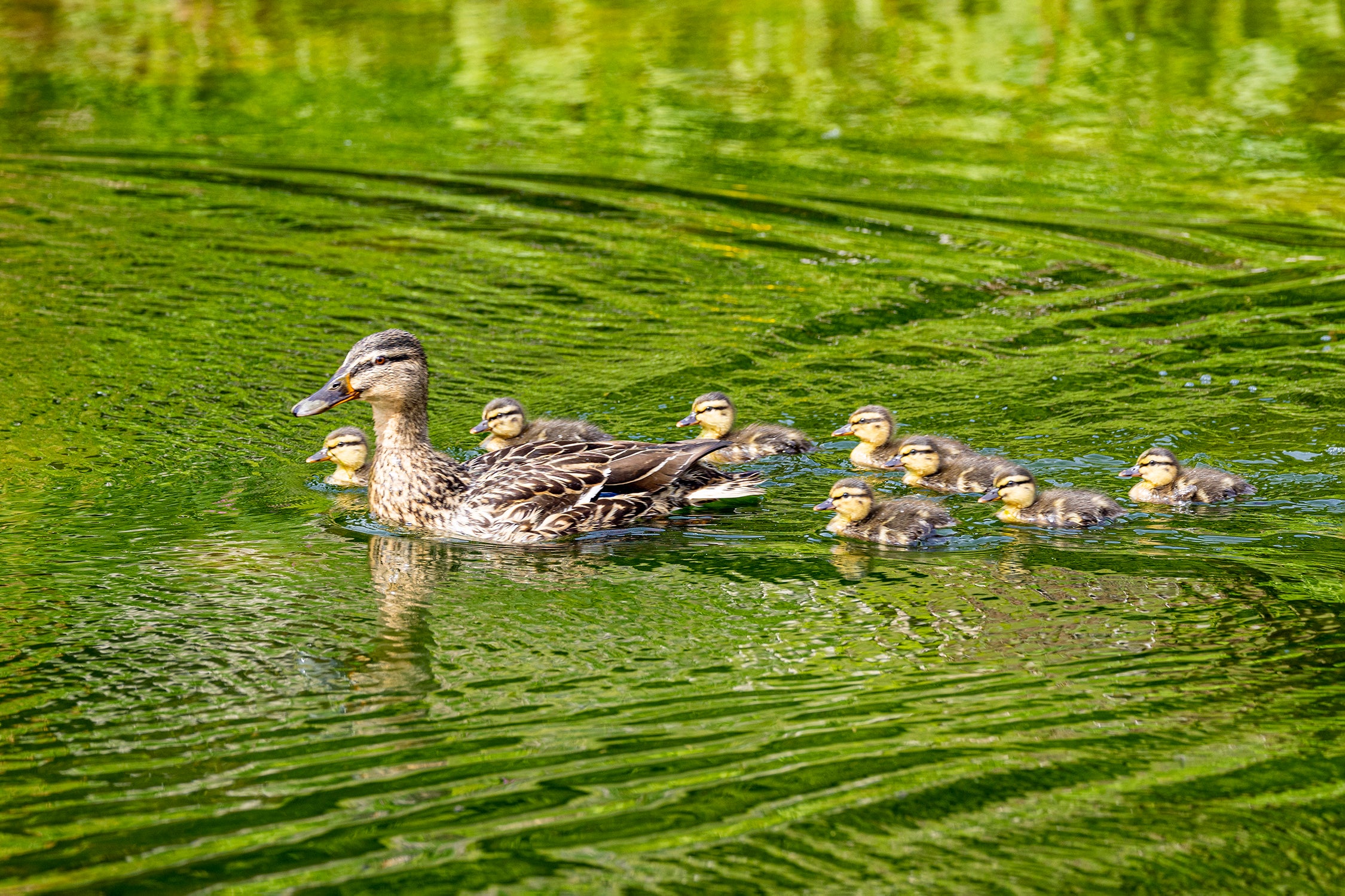 Ducklings and Mum