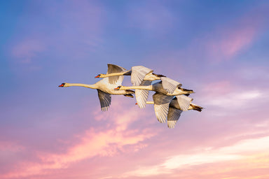 Four Swans Fly Fast over a Pink Sky