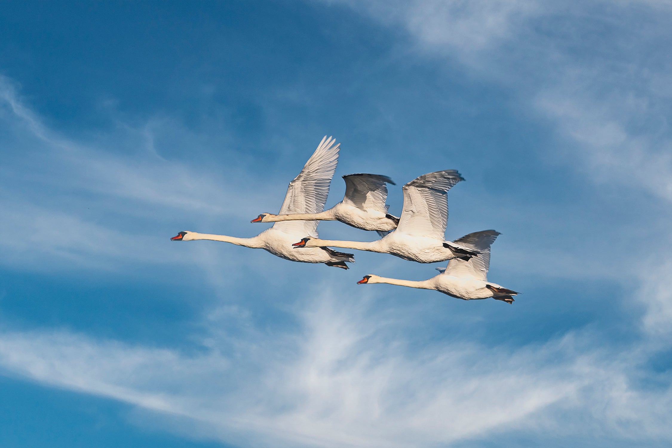 Four Swans Fly Fast over a Blue Sky
