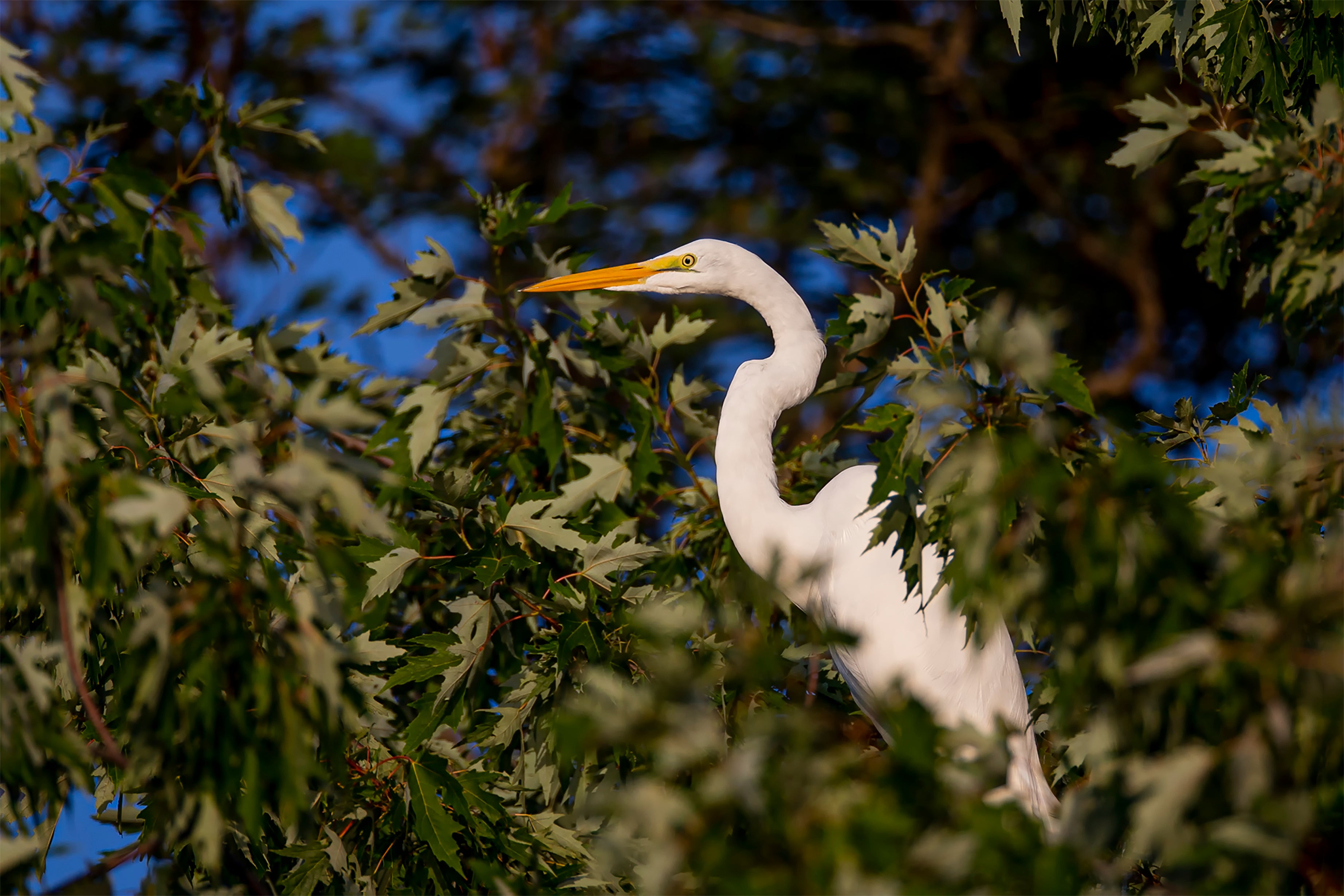 Great White Heron Admidst Green Leaves