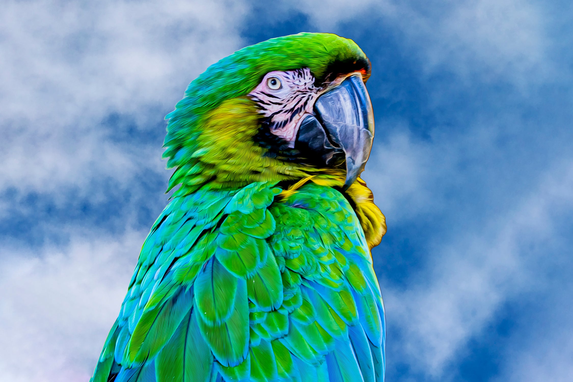 Green Parrot Blue Sky