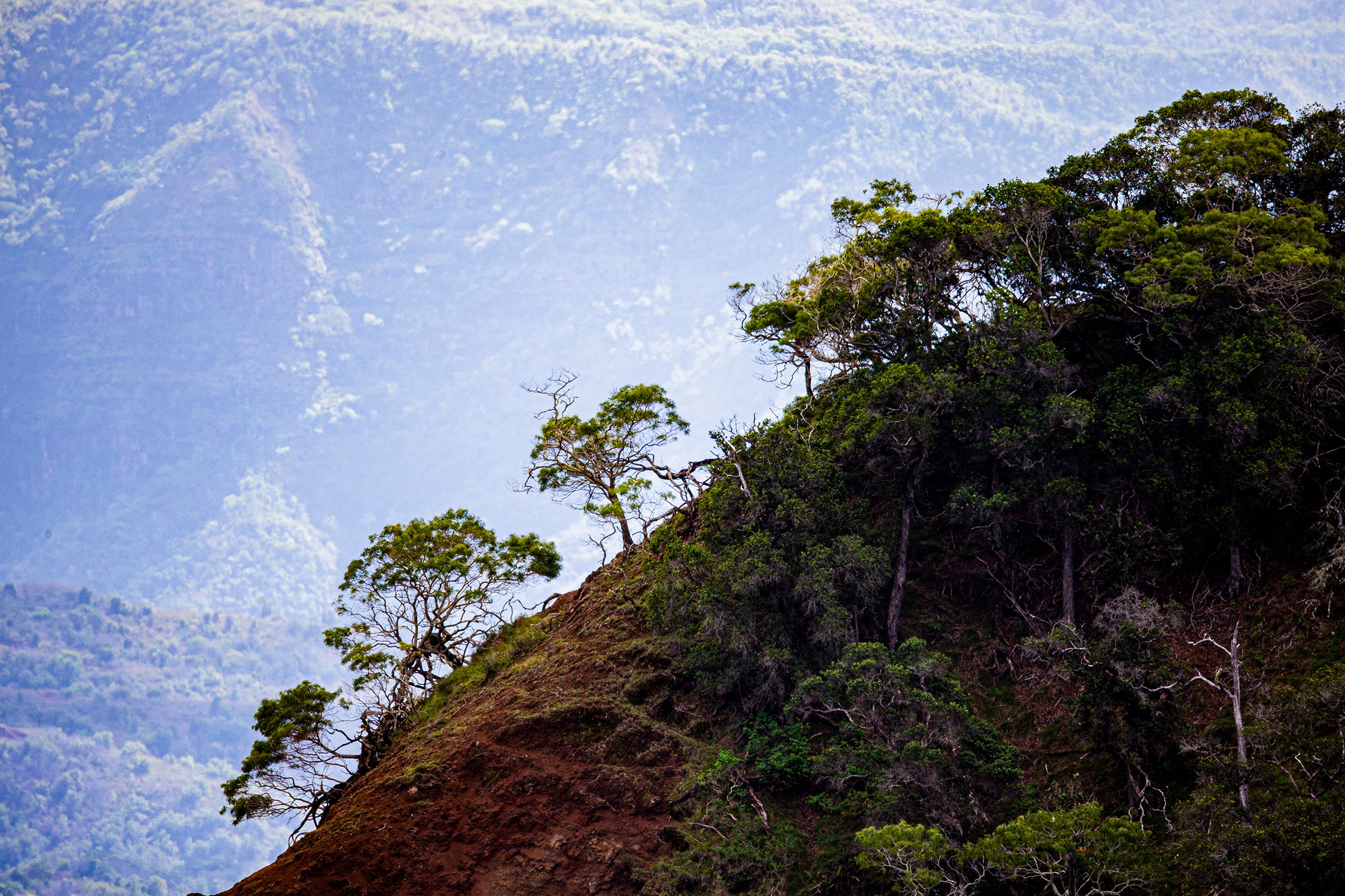 Kauai Canyon Ridge