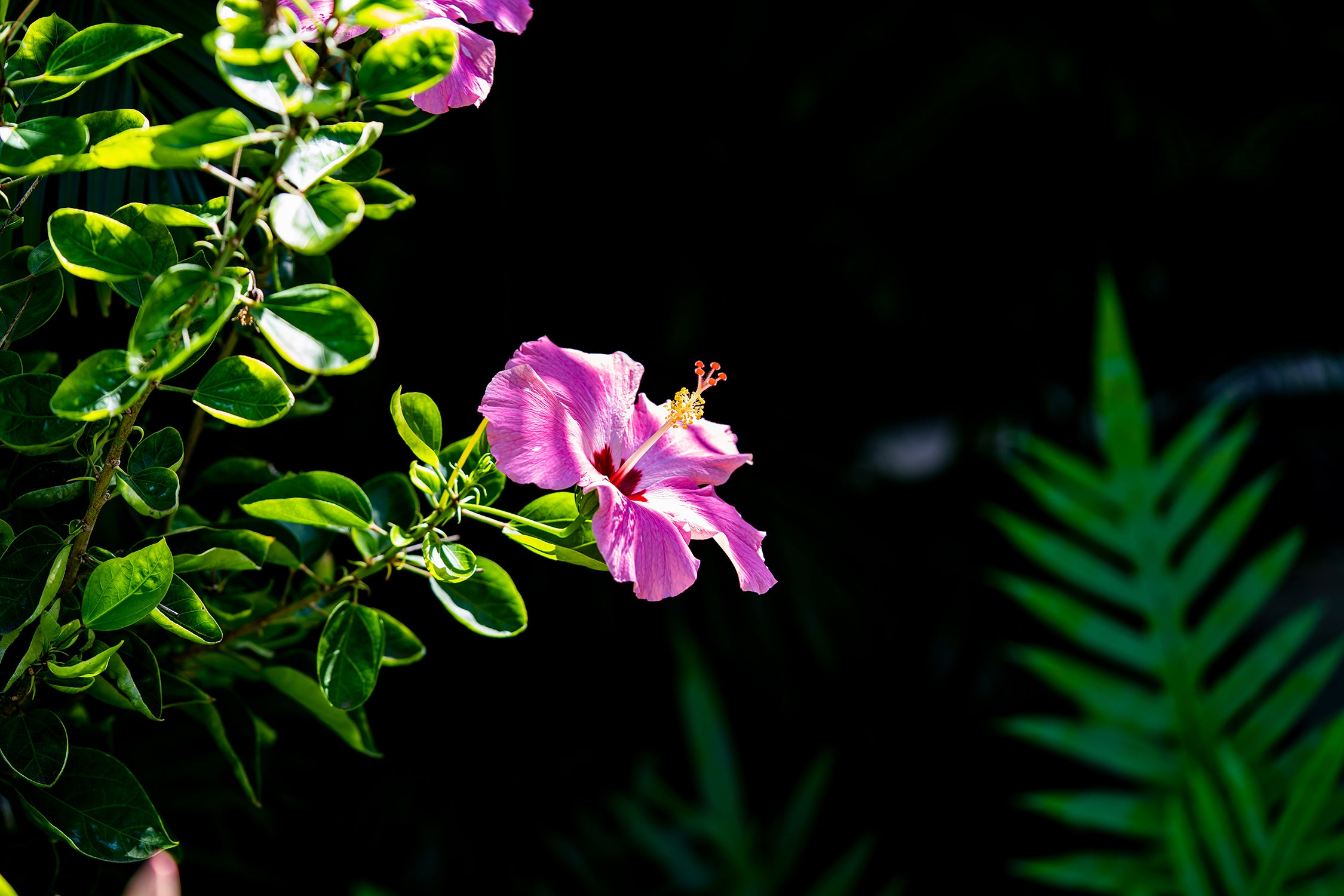 Kauai Pink Hybiscus