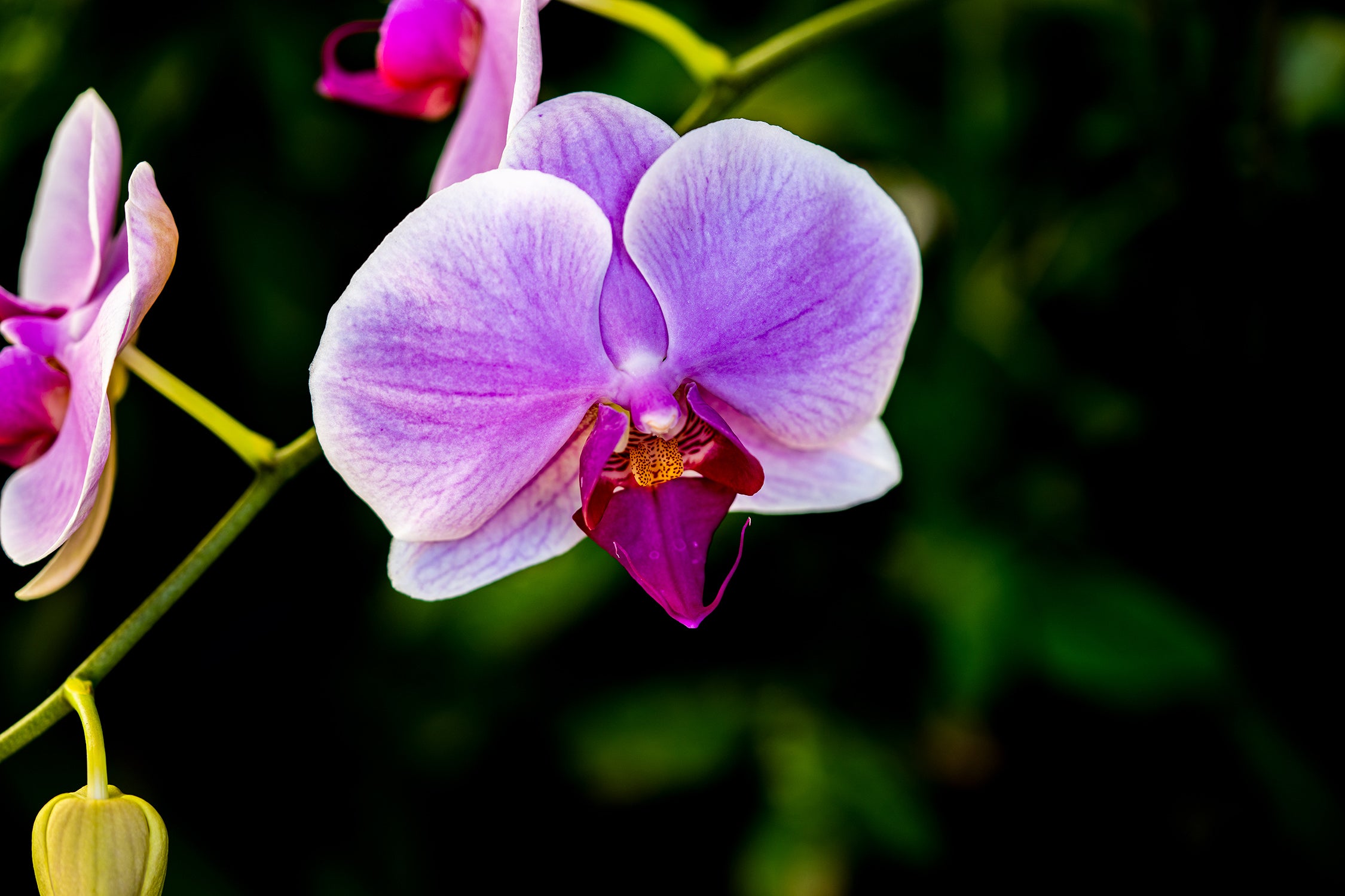 Kauai Pink Orchid