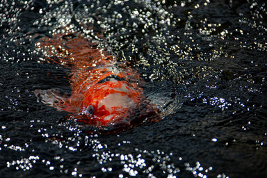 Koi on the Surface