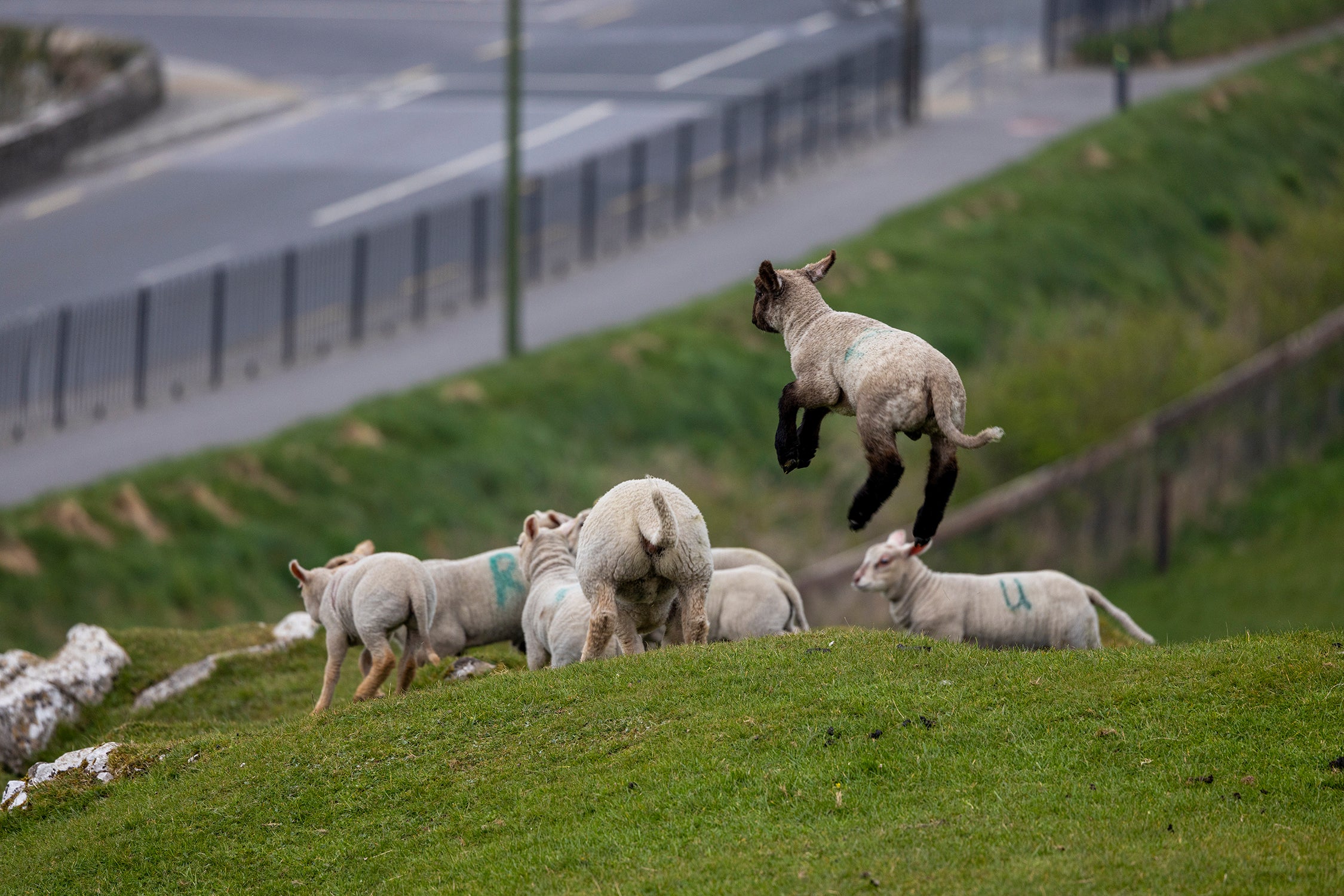 Lambs Jumping for Joy
