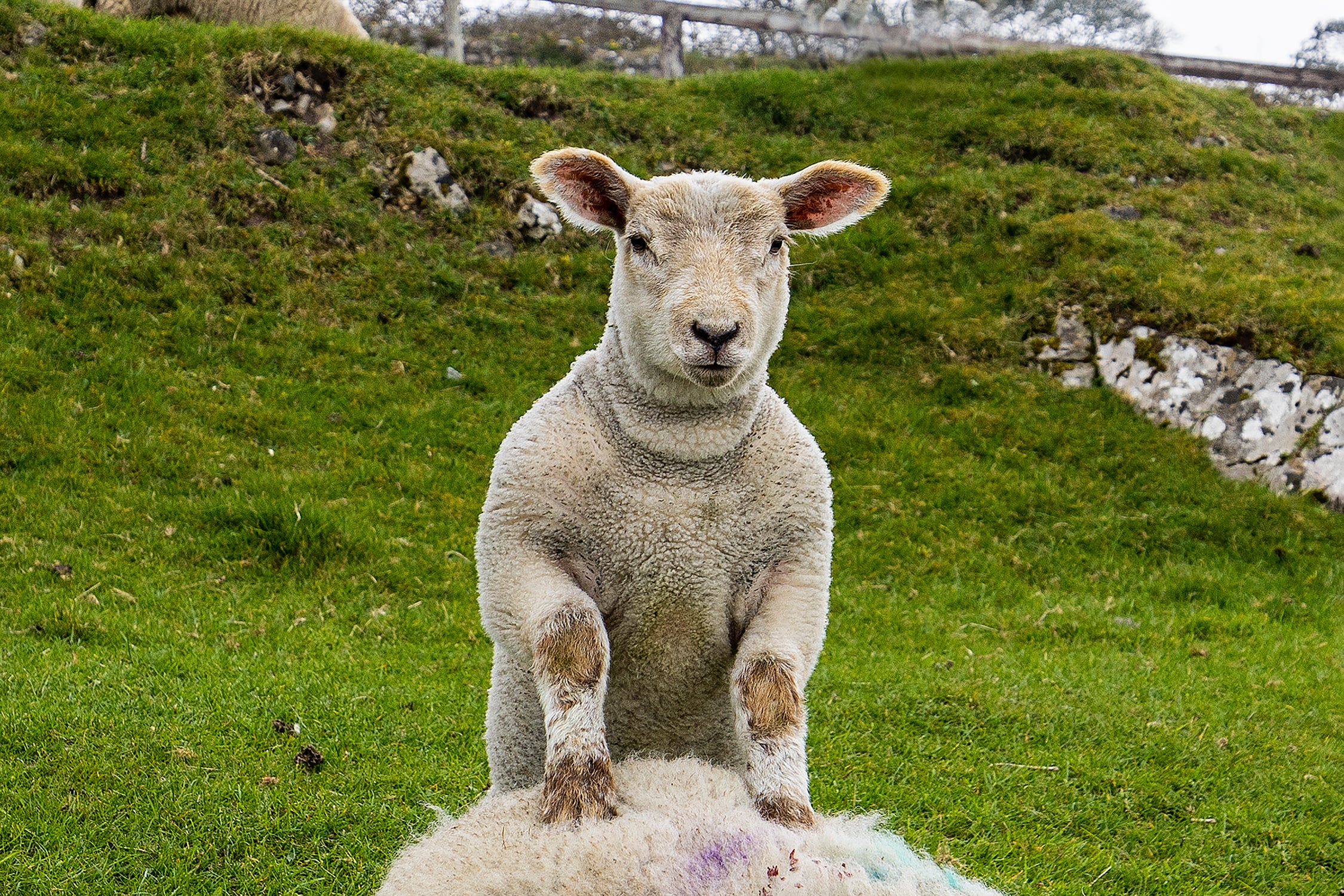 Lamb Taking a closer Look