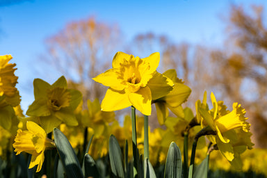 Lone Daffodil in Setting Sun