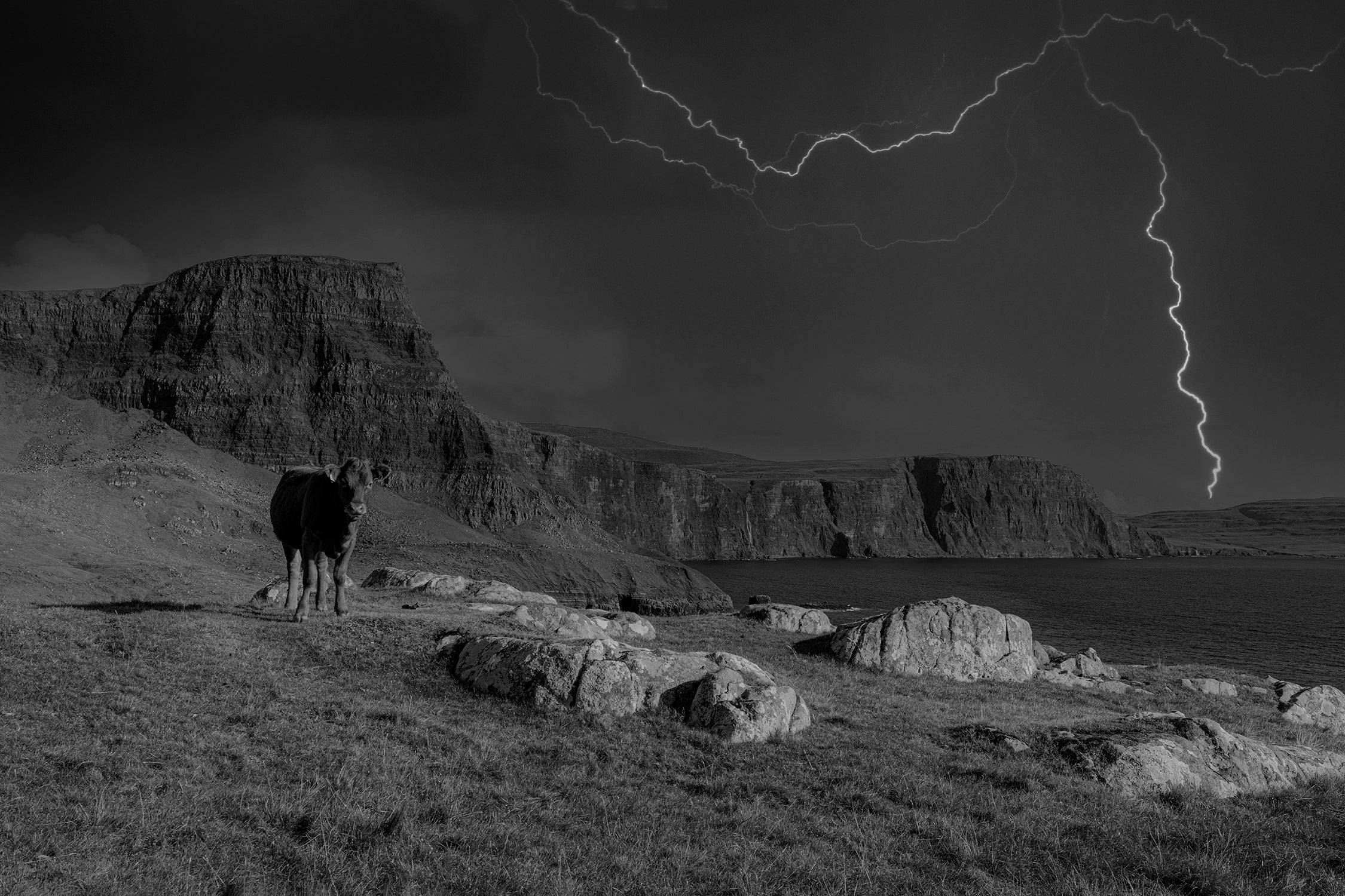 Lonely Cow in Storm