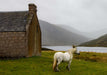Pony by the Loch