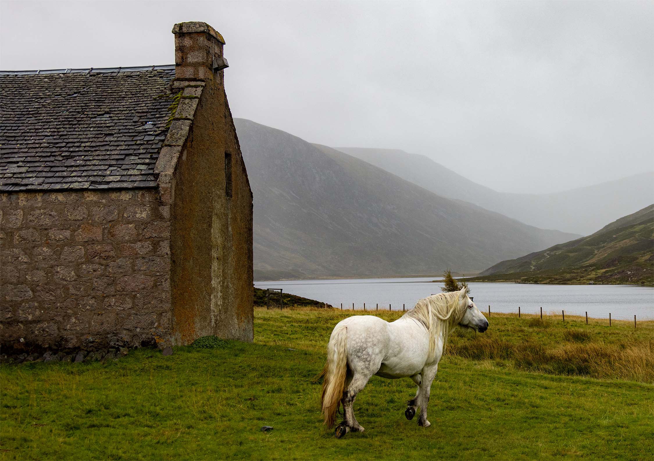 Pony by the Loch