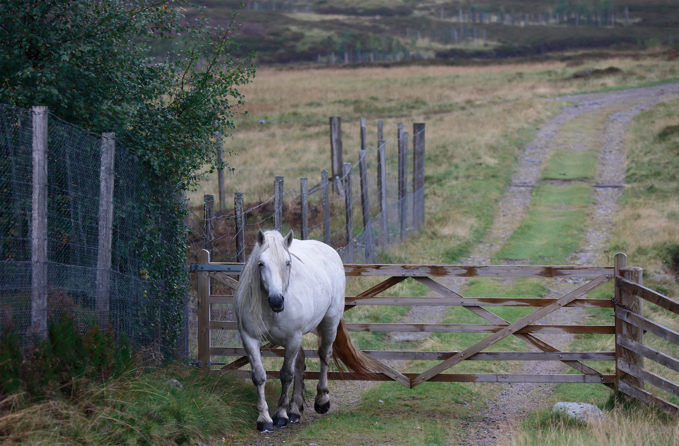 Pony by the Gate
