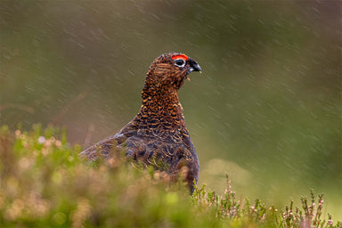 Red Grouse in Mist