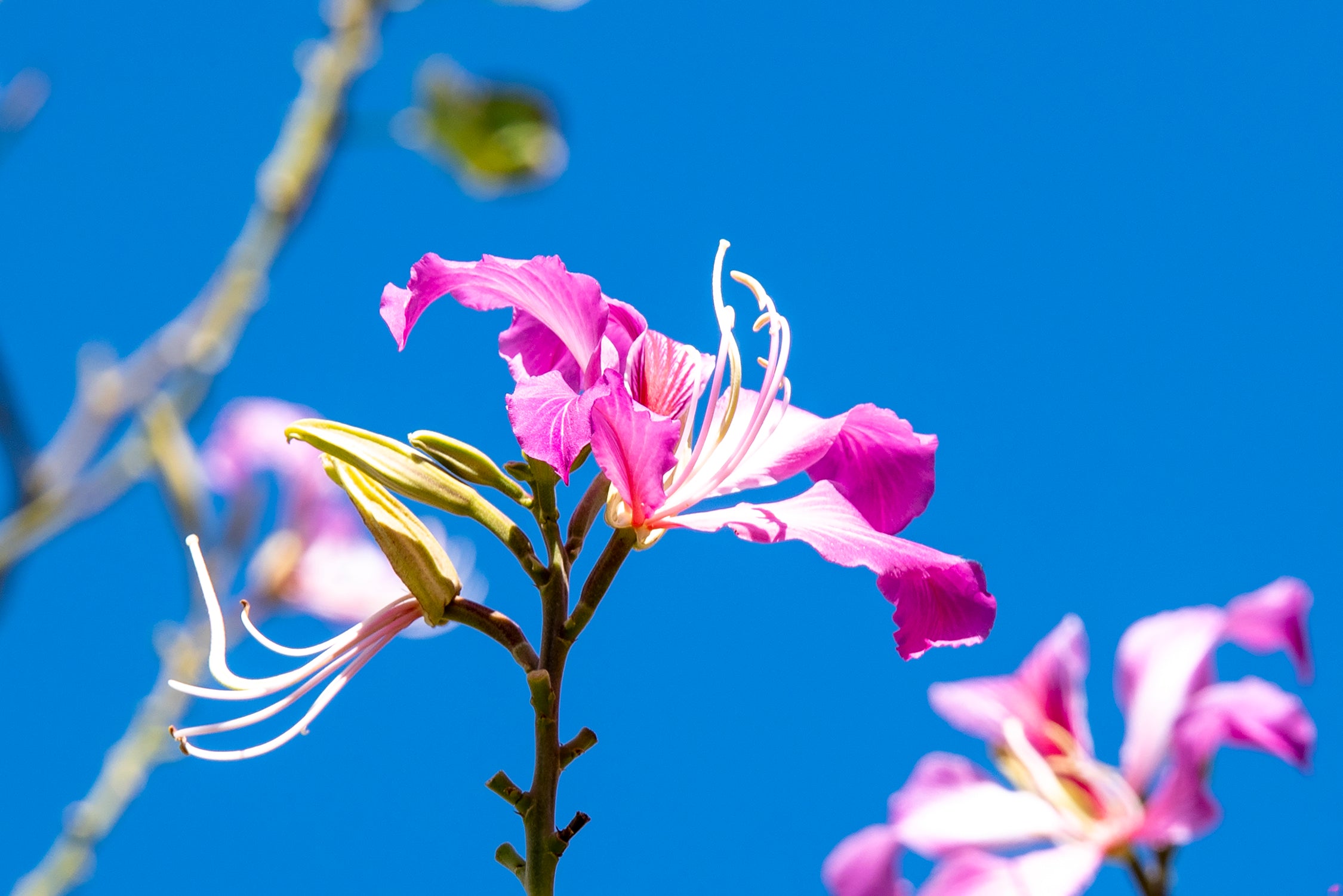 Stunning Pink Flower