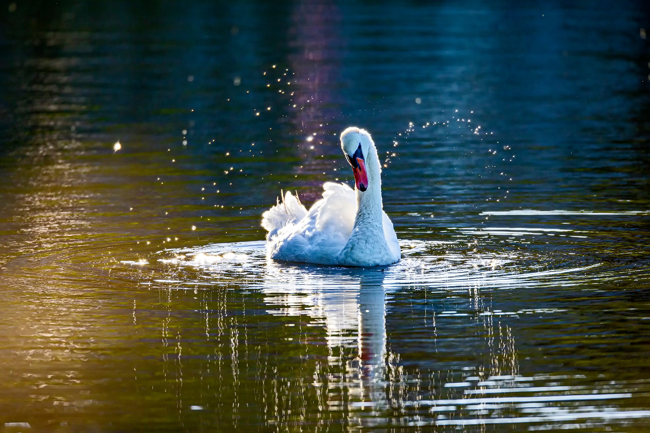 Swan Washing in Setting Sun