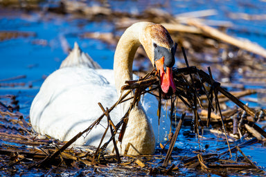 Swan Male Building Nest
