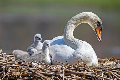 Three Cygnets with Mother Swan on Nest