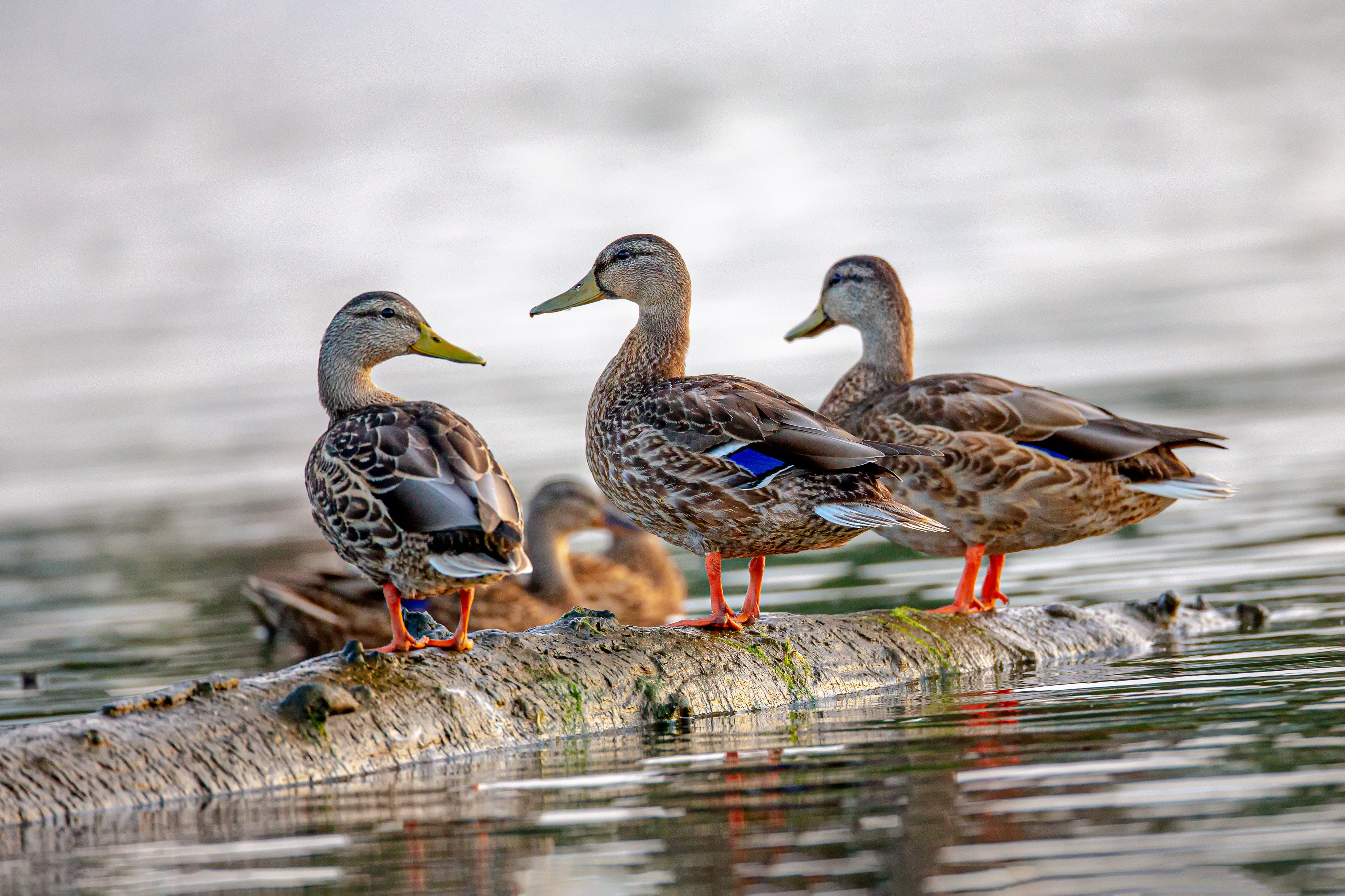 Three Ducks Standing on a log