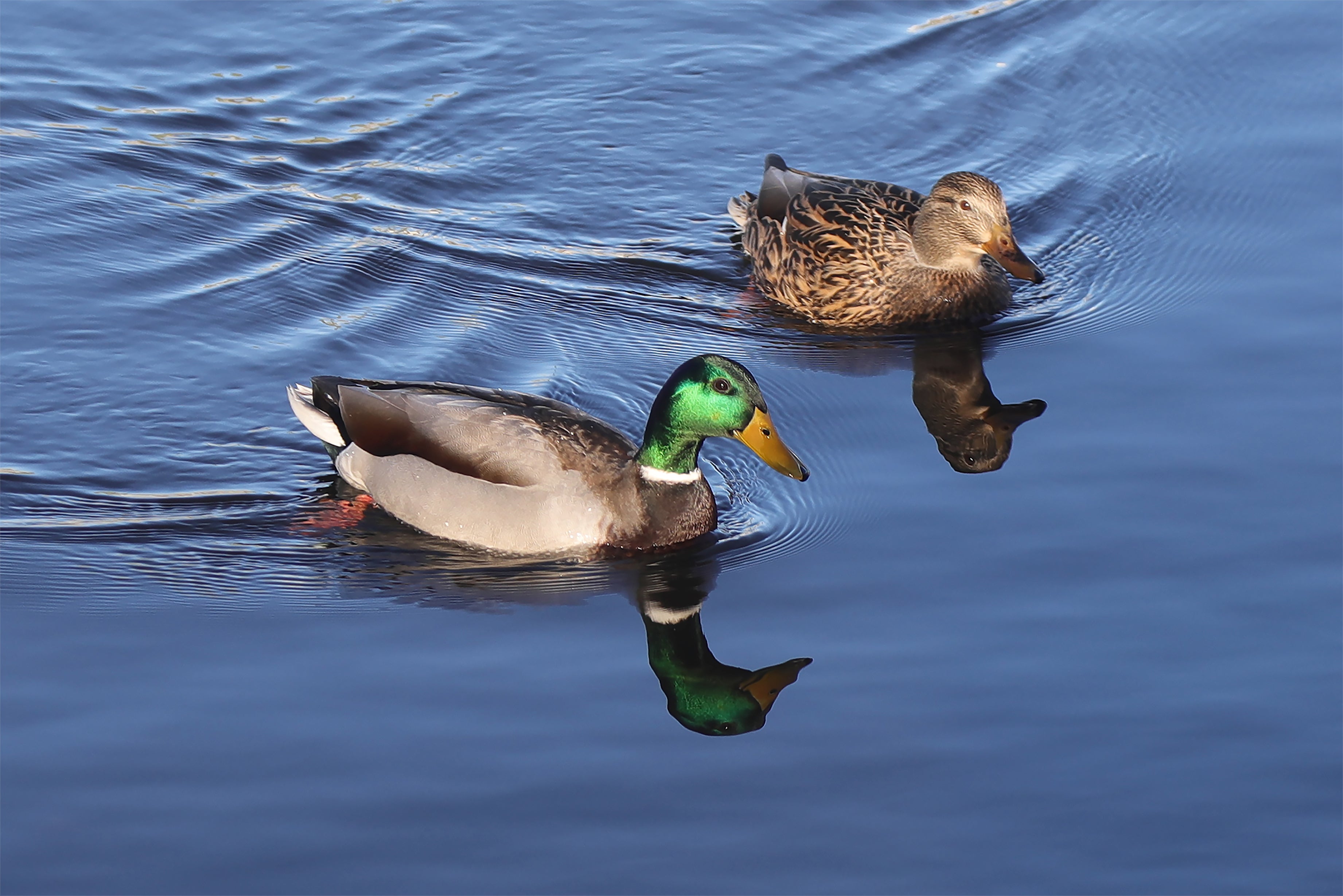 Two Ducks in Essex with Reflection