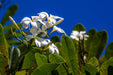 White Flowers on Deep Blue